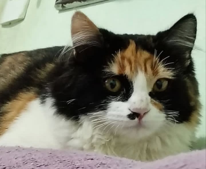  Família procura por Pequena, gatinha desaparecida no Jardim Alegria